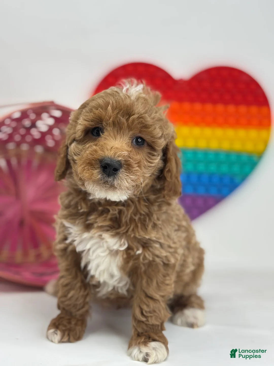 Mini Goldendoodle dogs for sale: Derek - Ad 1