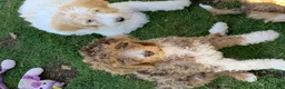 Bernedoodle dogs for sale: DINKY - Ad 17