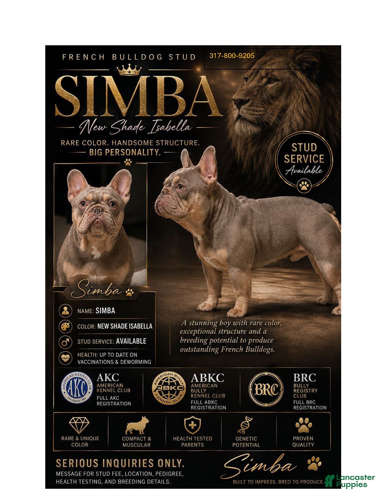 French Bulldog dogs for stud: New Shade STUD - Ad 1