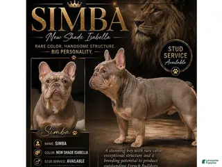 French Bulldog dogs New Shade STUD - Ad 6
