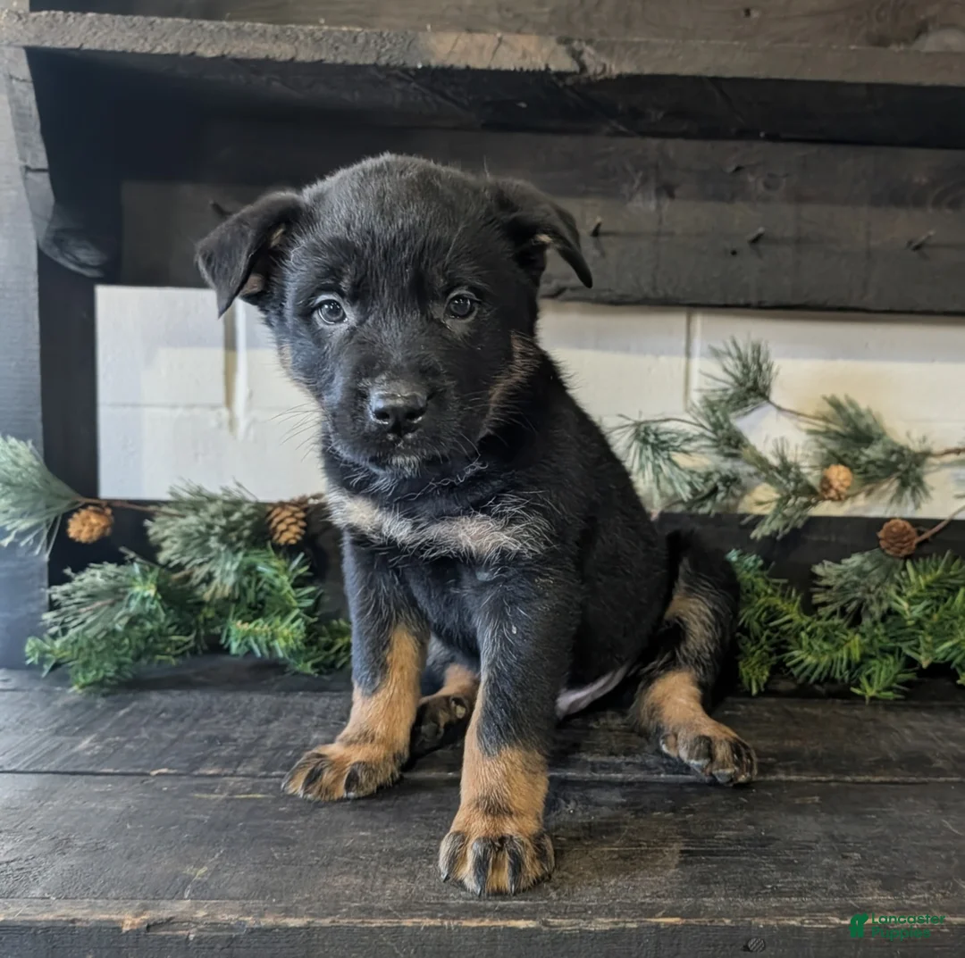 Mixed Breed dogs for sale: Ricky - Ad 2