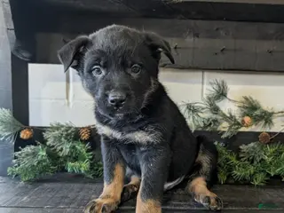 Mixed Breed dogs Ricky - Ad 2