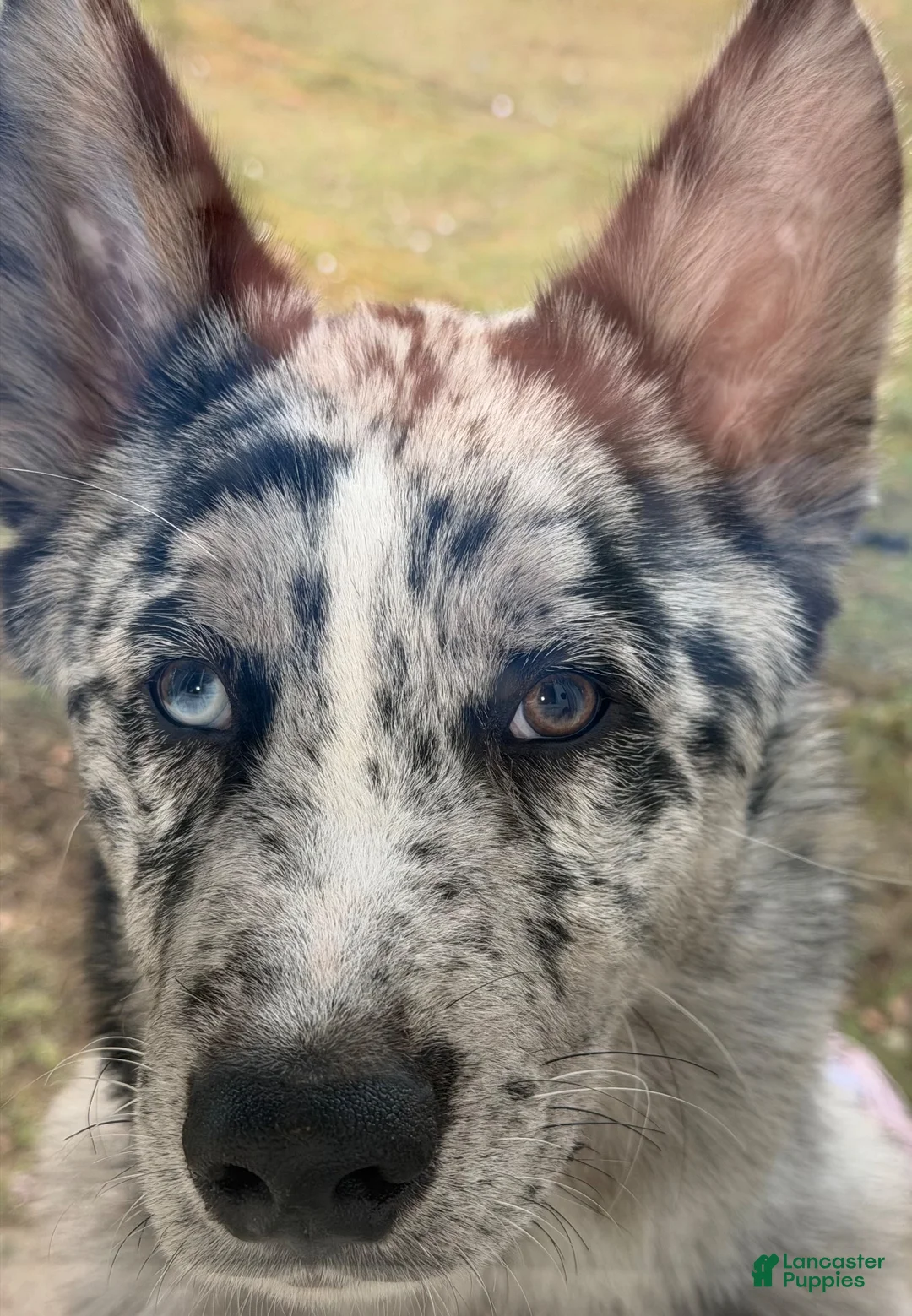 Mixed Breed dogs for sale: Mixed Breed 1 - Ad 5