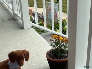 Miniature Dachshund dogs Ben - Ad 3