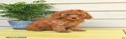 Miniature Poodle dogs for sale: Lucky   - Ad 2