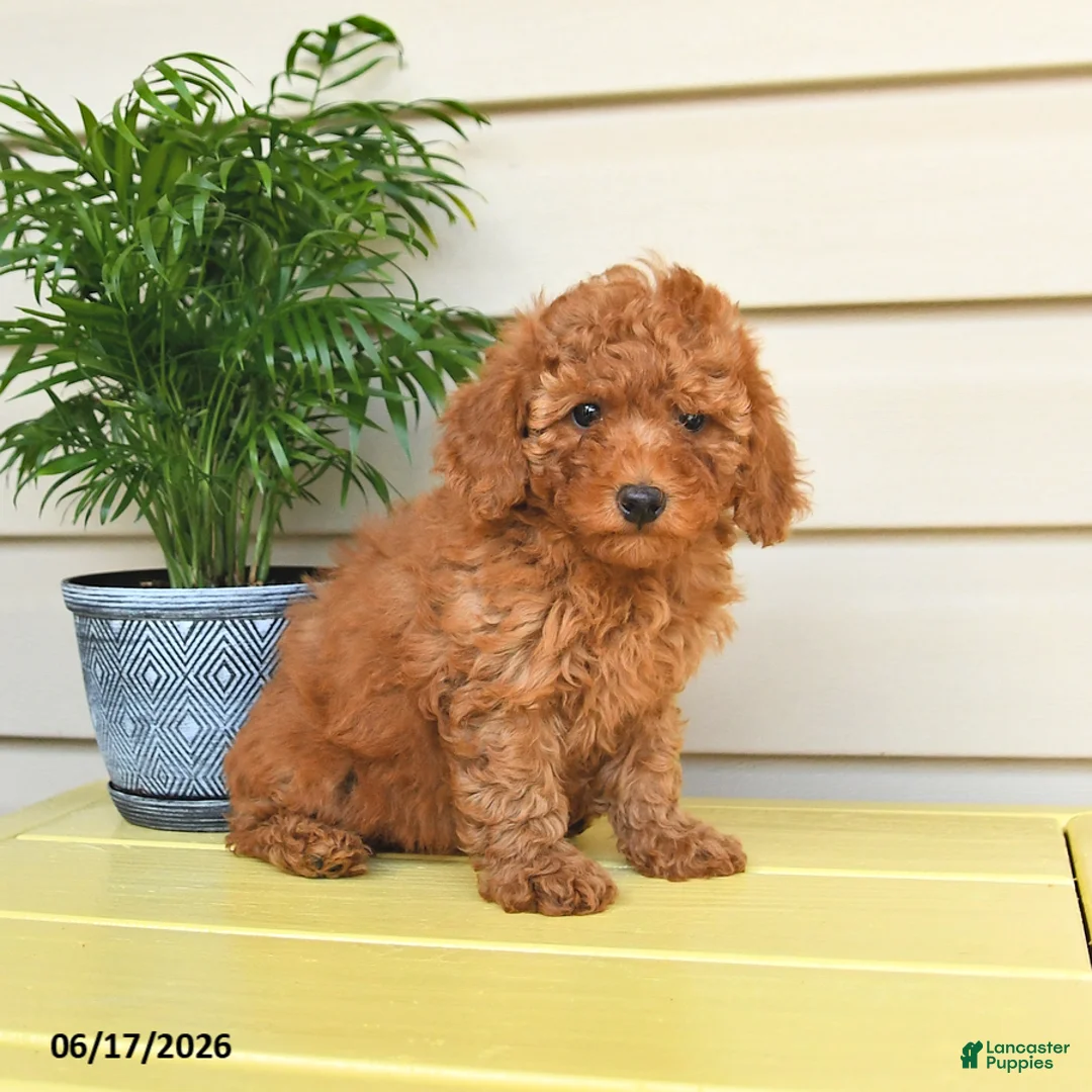 Miniature Poodle dogs for sale: Lucky   - Ad 2