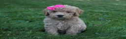 Mini Goldendoodle dogs for sale: Daisy 🎀 - Ad 4