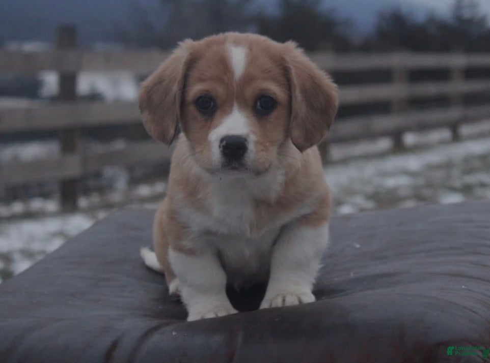 Mixed Breed dogs Ellie  - Ad 8