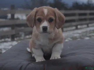 Mixed Breed dogs Ellie - Ad 8