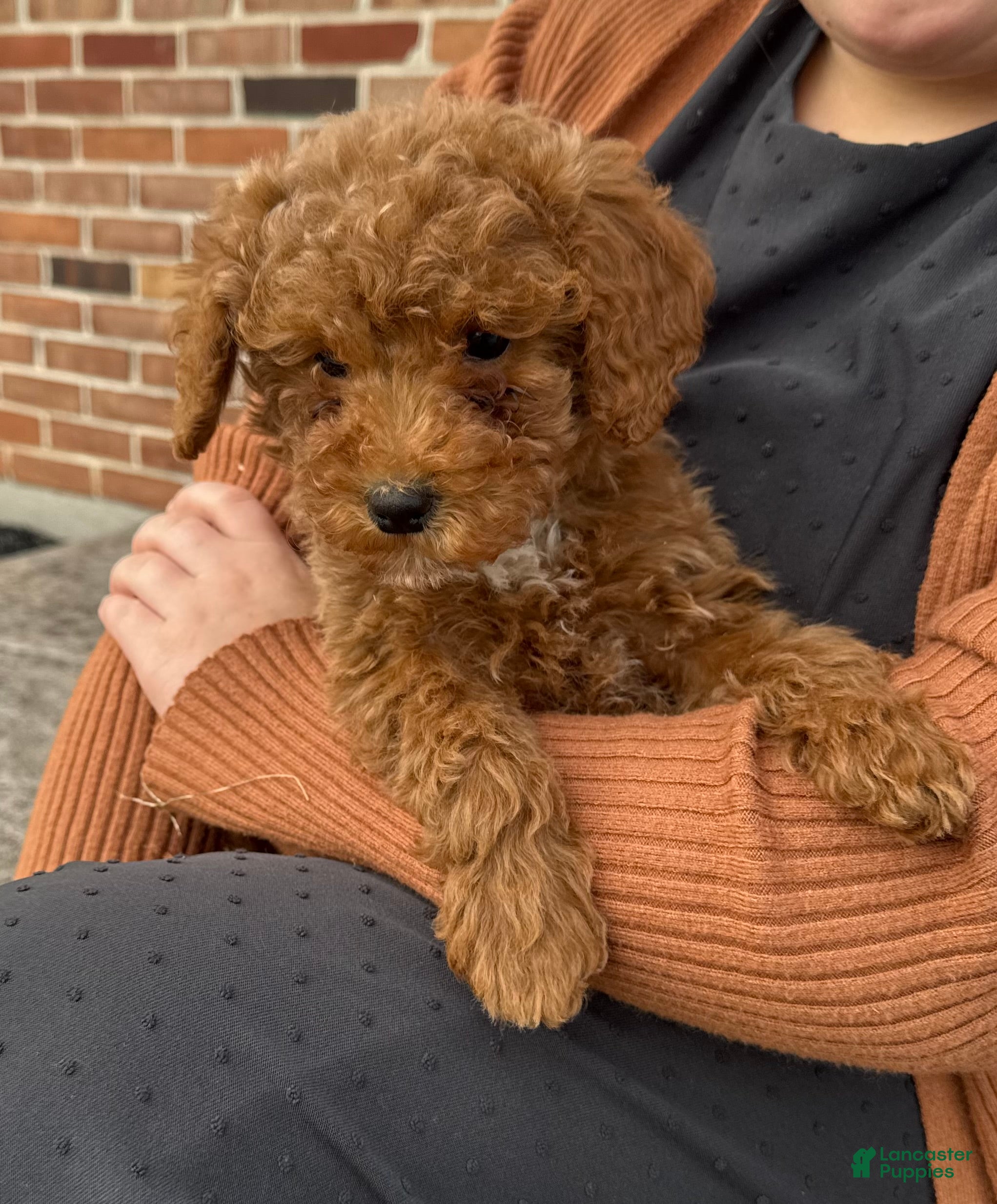 Mini Goldendoodle dogs Bailey - Ad 32