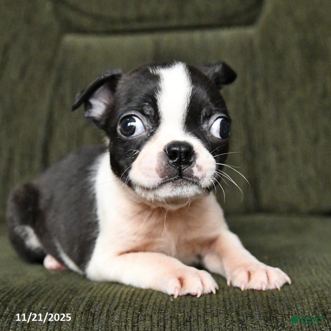 Boston Terrier dogs for sale: Ruby - Ad 6