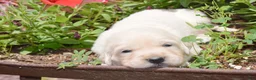 Golden Retriever dogs for sale: Barbie - Ad 3