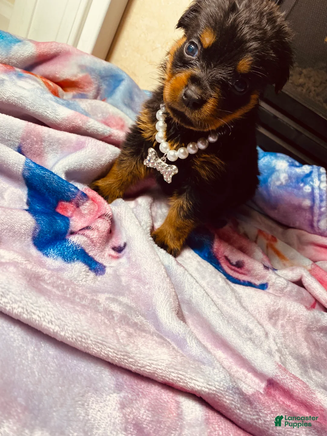 Rottweiler dogs for sale: Rottweiler 10 - Ad 2