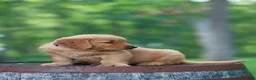 Golden Retriever dogs for sale: Bentley - Ad 3