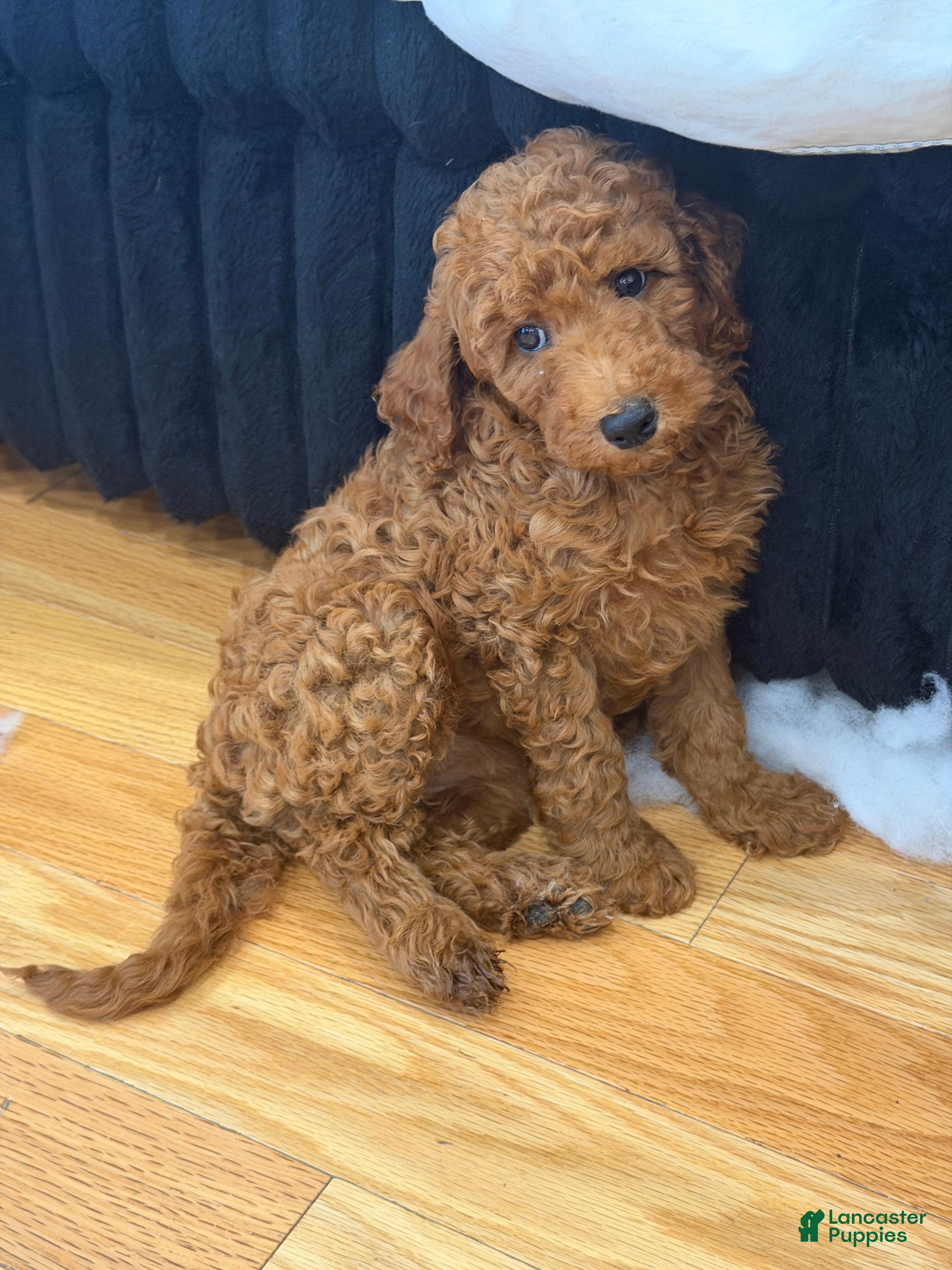 Miniature Poodle dogs Miniature Poodle 1 - Ad 1