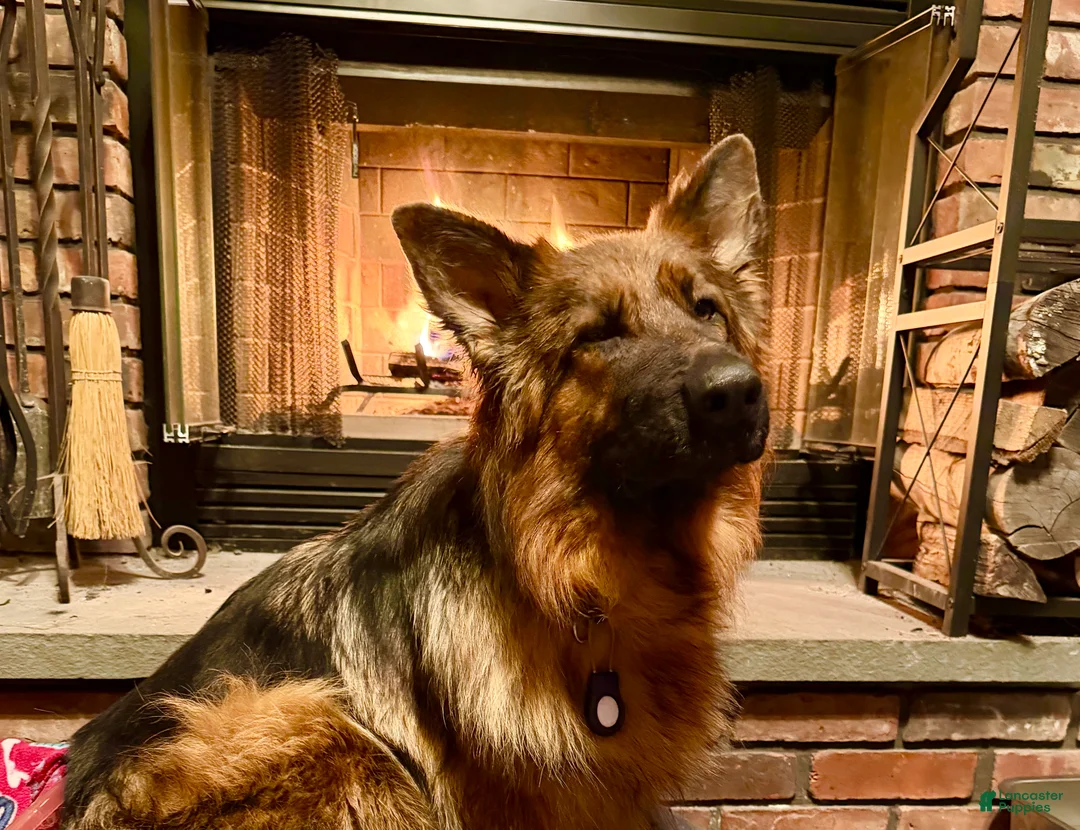 German Shepherd dogs for sale: Lh Champion bred import girl - Ad 26