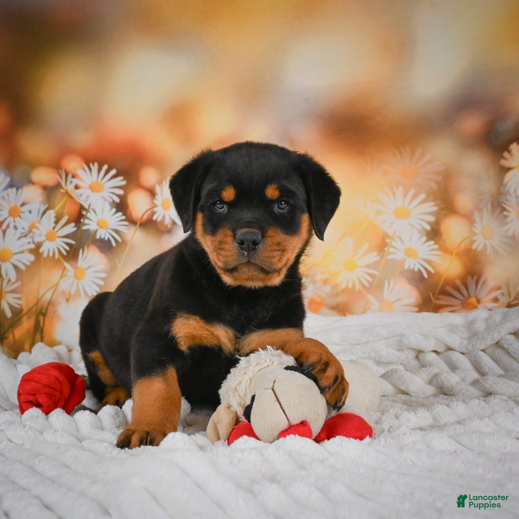 Rottweiler dogs Mason - Ad 2