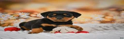 Rottweiler dogs for sale: Mason - Ad 2