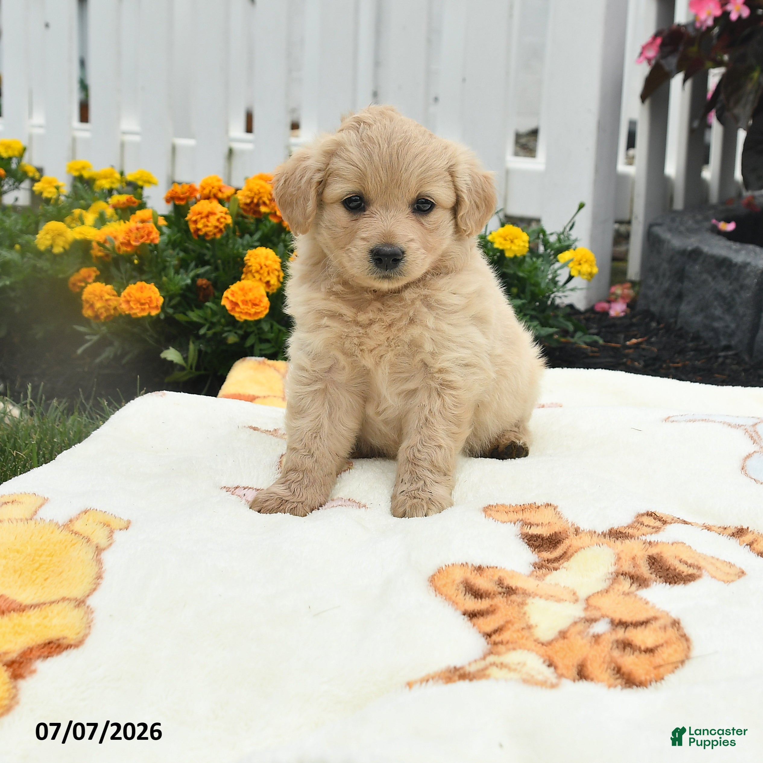 Mixed Breed dogs Fanny - Ad 2