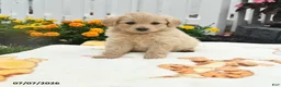 Mixed Breed dogs for sale: Fanny - Ad 2