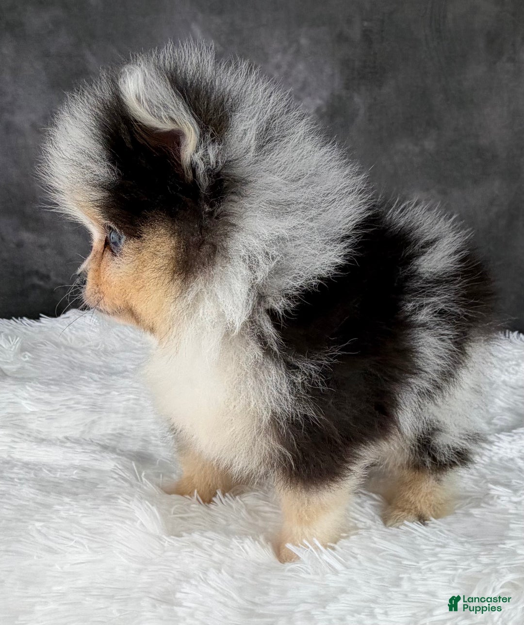 Pomeranian dogs for sale: Pomeranian Puppy 1 - Ad 6