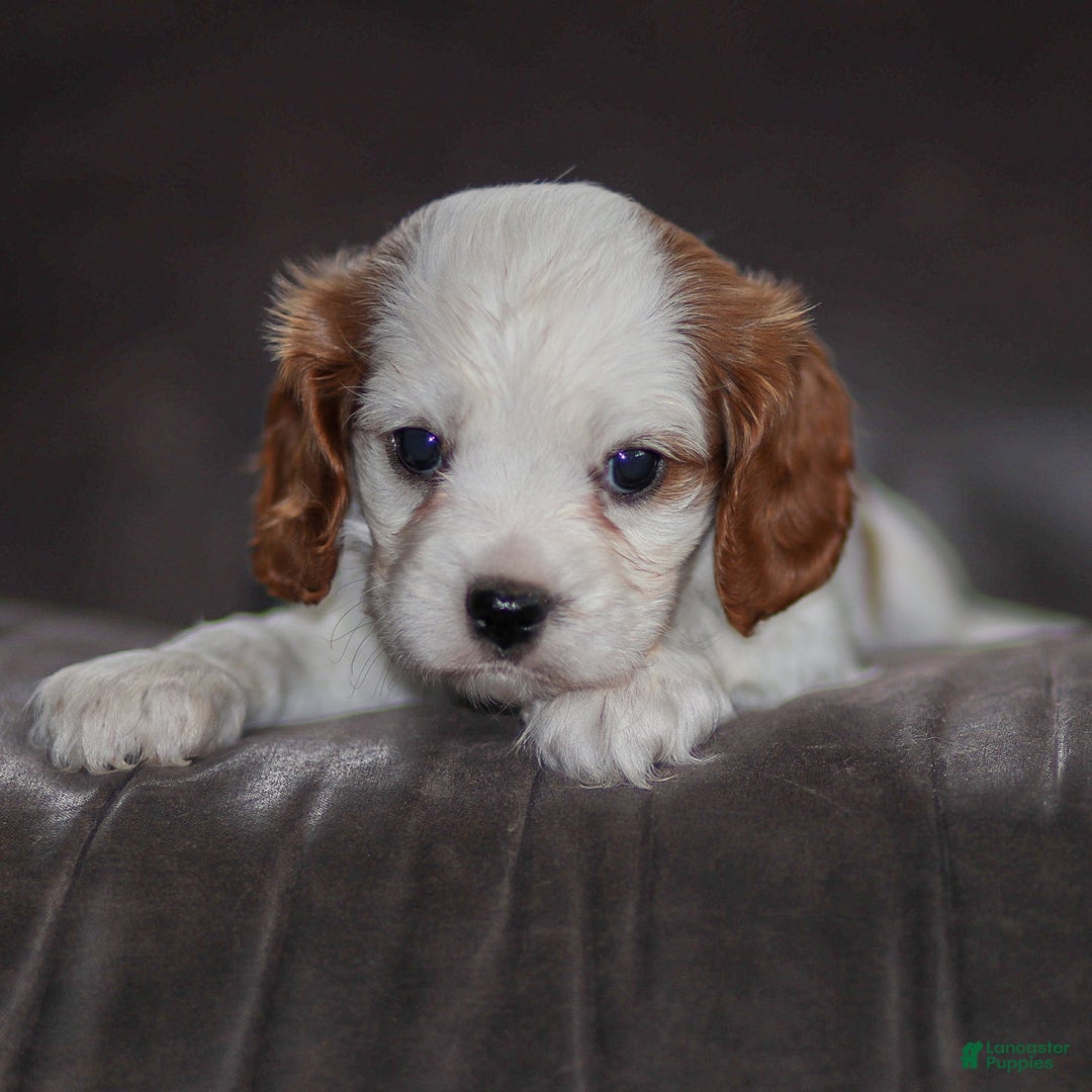 Cavalier King Charles Spaniel dogs for sale: Max - Ad 2