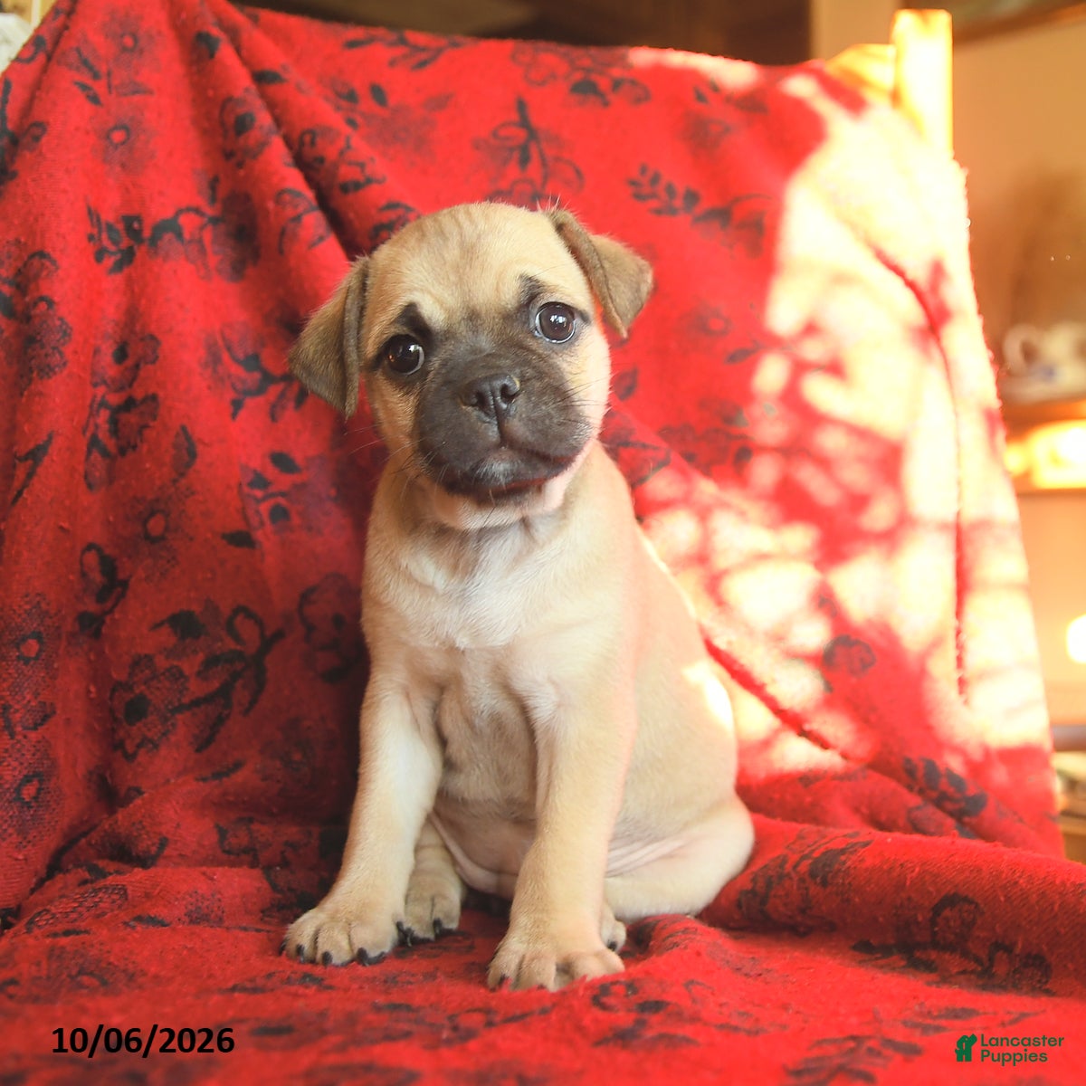 Mixed Breed dogs for sale: Polly - Ad 1