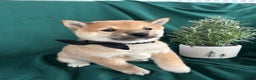 Shiba Inu dogs for sale: London - Ad 1