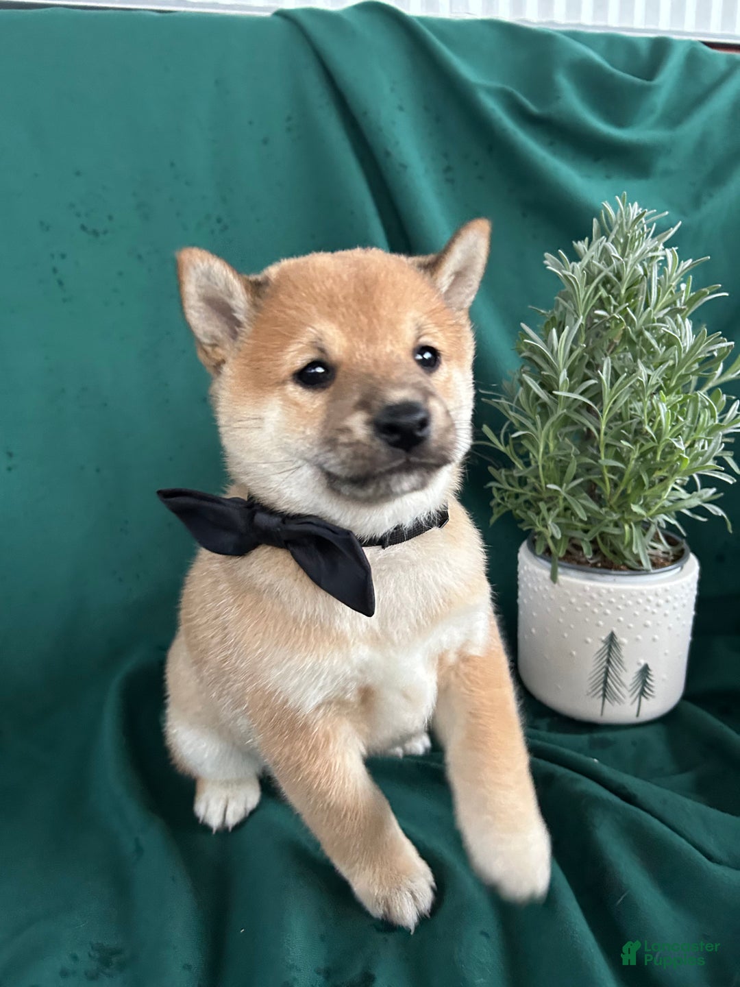 Shiba Inu dogs for sale: London - Ad 1