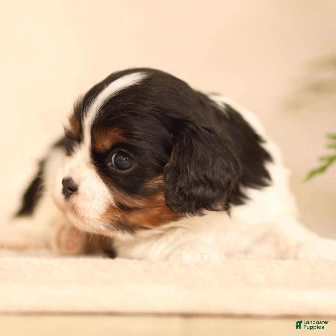 Cavalier King Charles Spaniel dogs for sale: Cassian - Ad 18