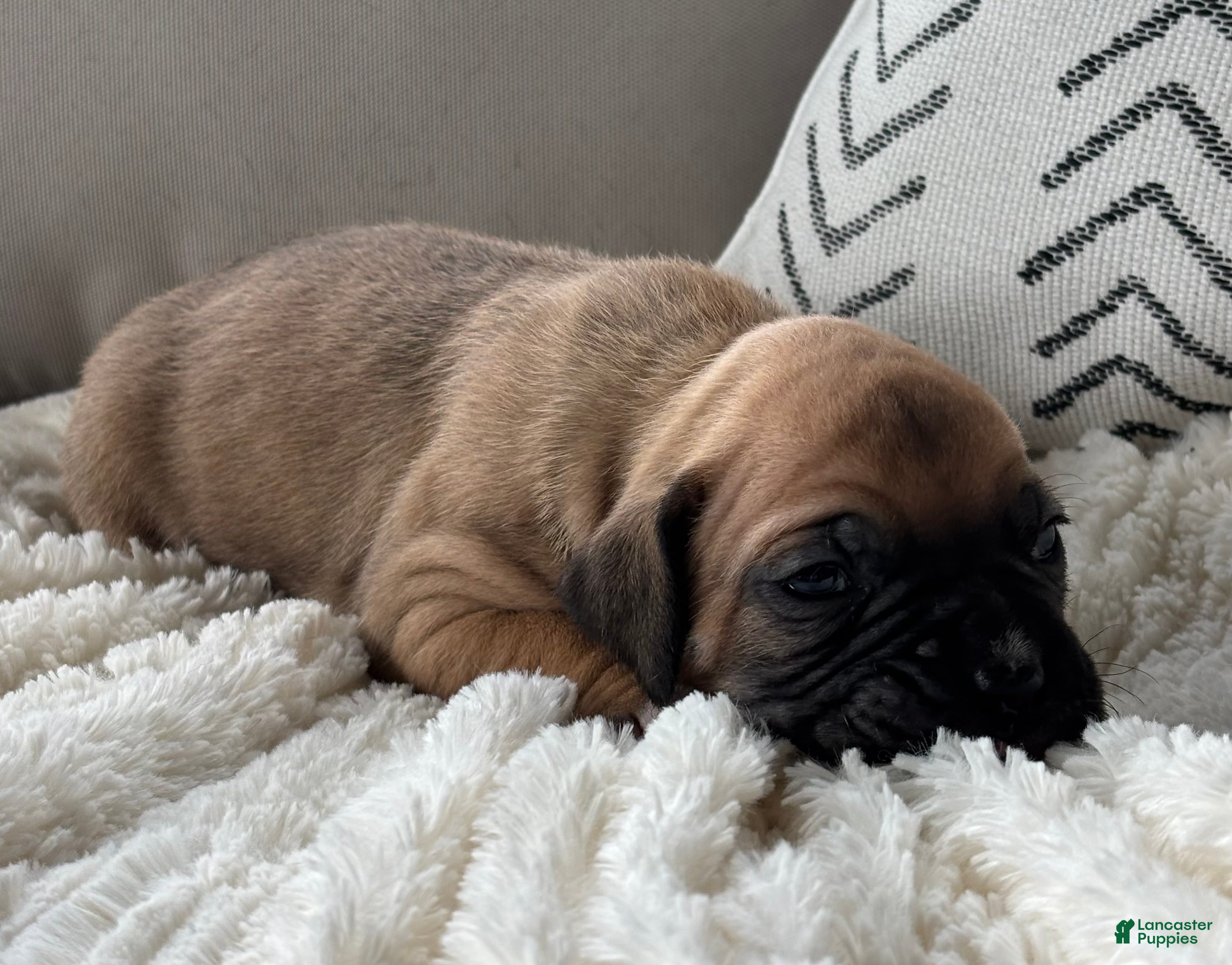 Boxer dogs Nova - Ad 2