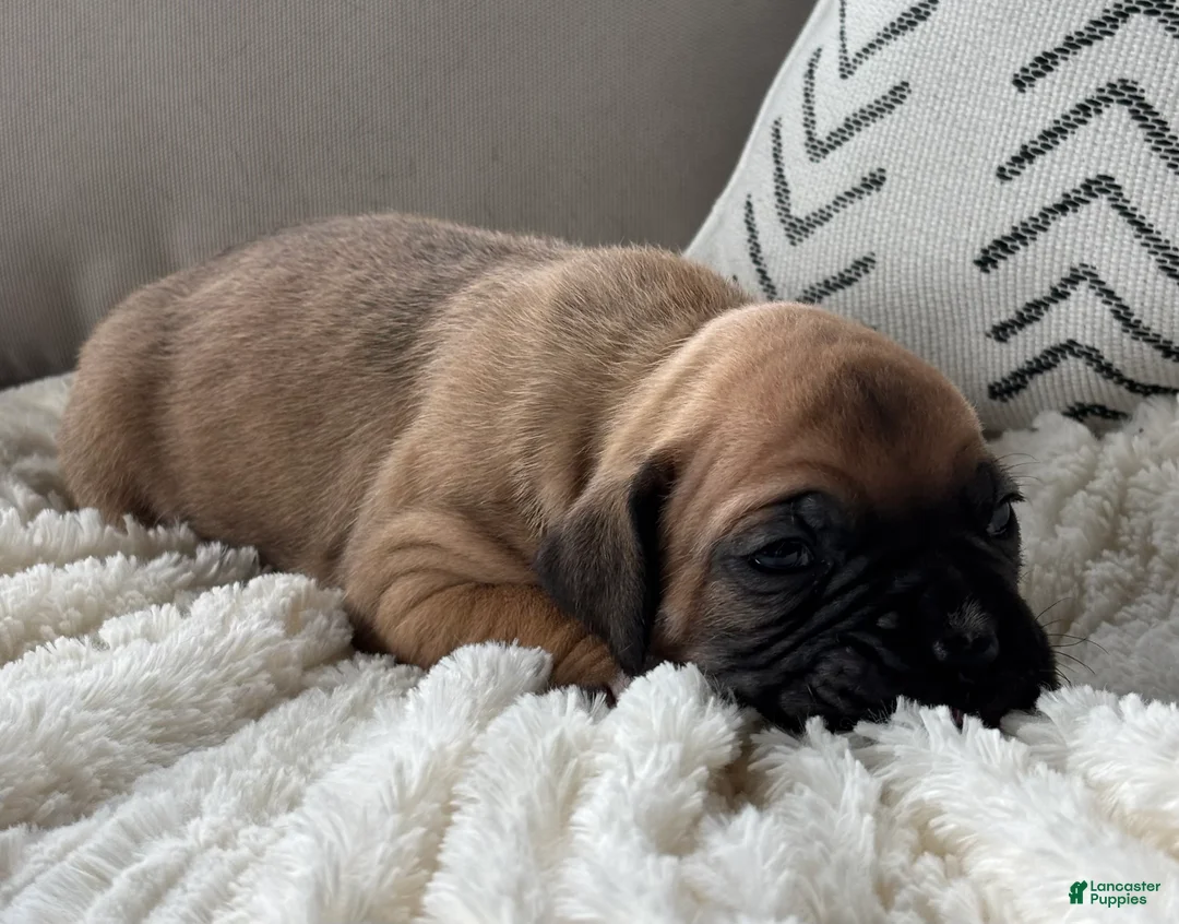 Boxer dogs for sale: Nova - Ad 2