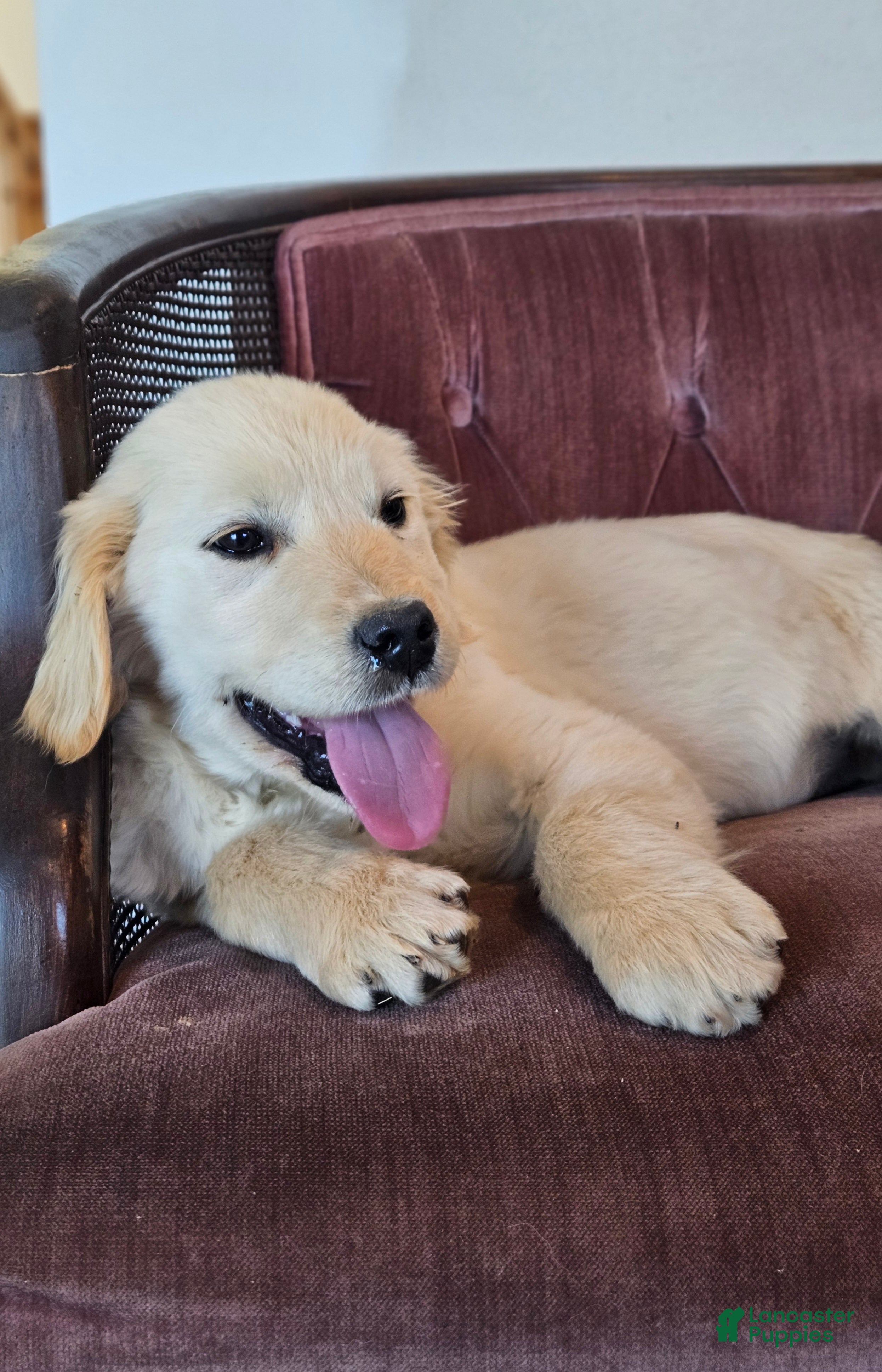 Golden Retriever dogs Buck - Ad 38