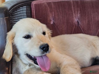 Golden Retriever dogs Buck - Ad 38