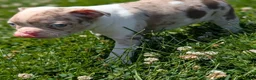Boston Terrier dogs for sale: Smore - Ad 4