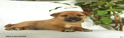 Shiba Inu dogs for sale: Rocky  - Ad 5