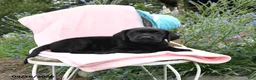Labrador Retriever dogs for sale: Macey - Ad 5