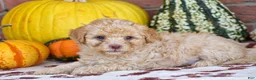 Havapoo dogs for sale: Derrick - Ad 7