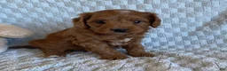 Cavapoo dogs for sale: Dumpling - Ad 4
