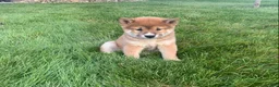 Shiba Inu dogs for sale: Cleo - Ad 2