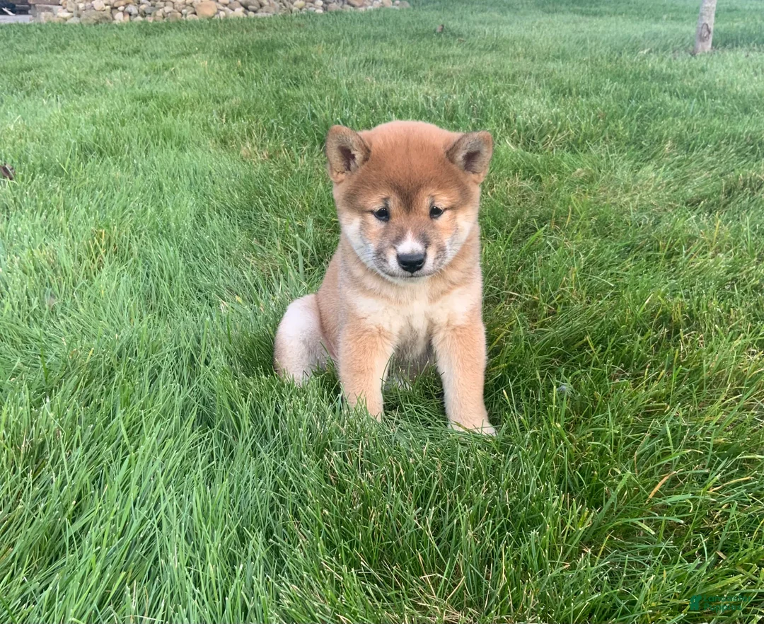 Shiba Inu dogs for sale: Cleo - Ad 2