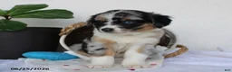 Miniature Australian Shepherd dogs for sale: Princeton - Ad 4