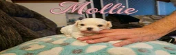 Malshi dogs for sale: Mollie - Ad 2
