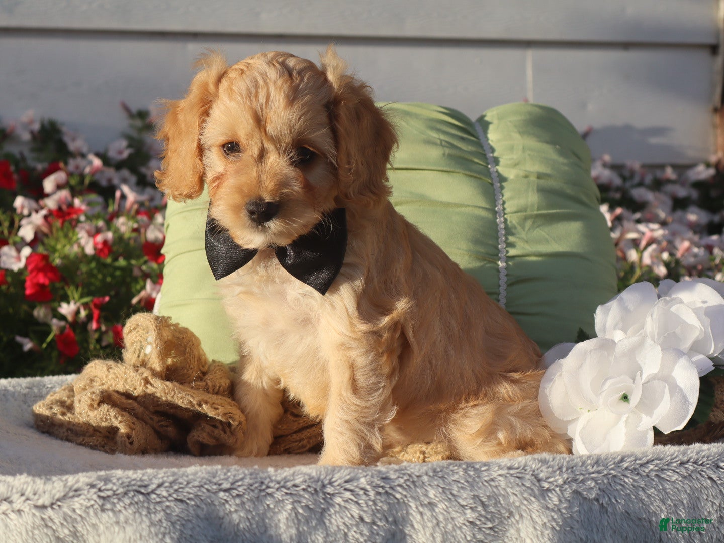 Cavapoo dogs Laredo  - Ad 2