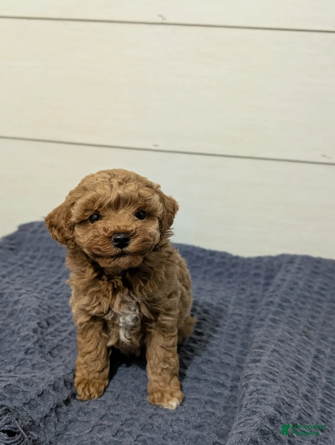 Toy Poodle dogs for sale: Peanut Butter  - Ad 10