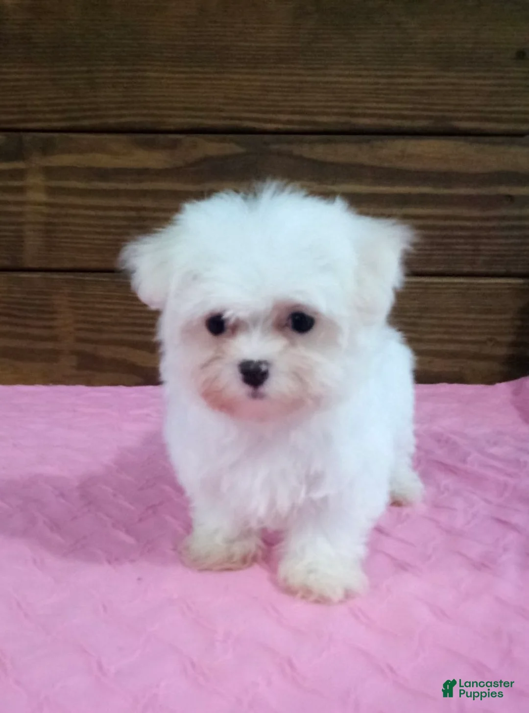 Maltese dogs for sale: Lily - Ad 3