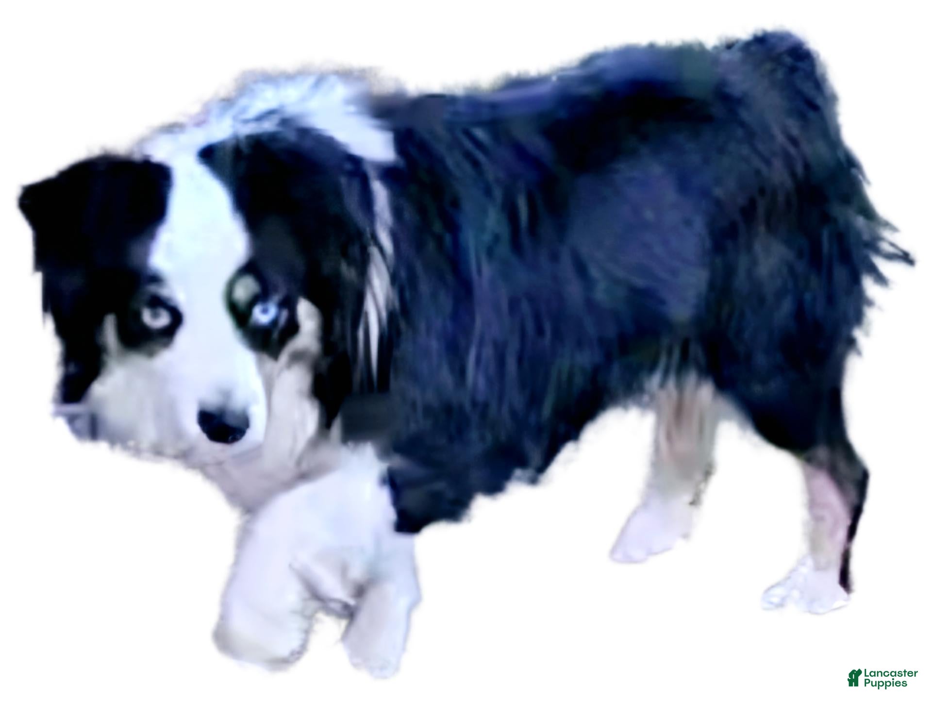 Miniature Australian Shepherd dogs Binx - Ad 2