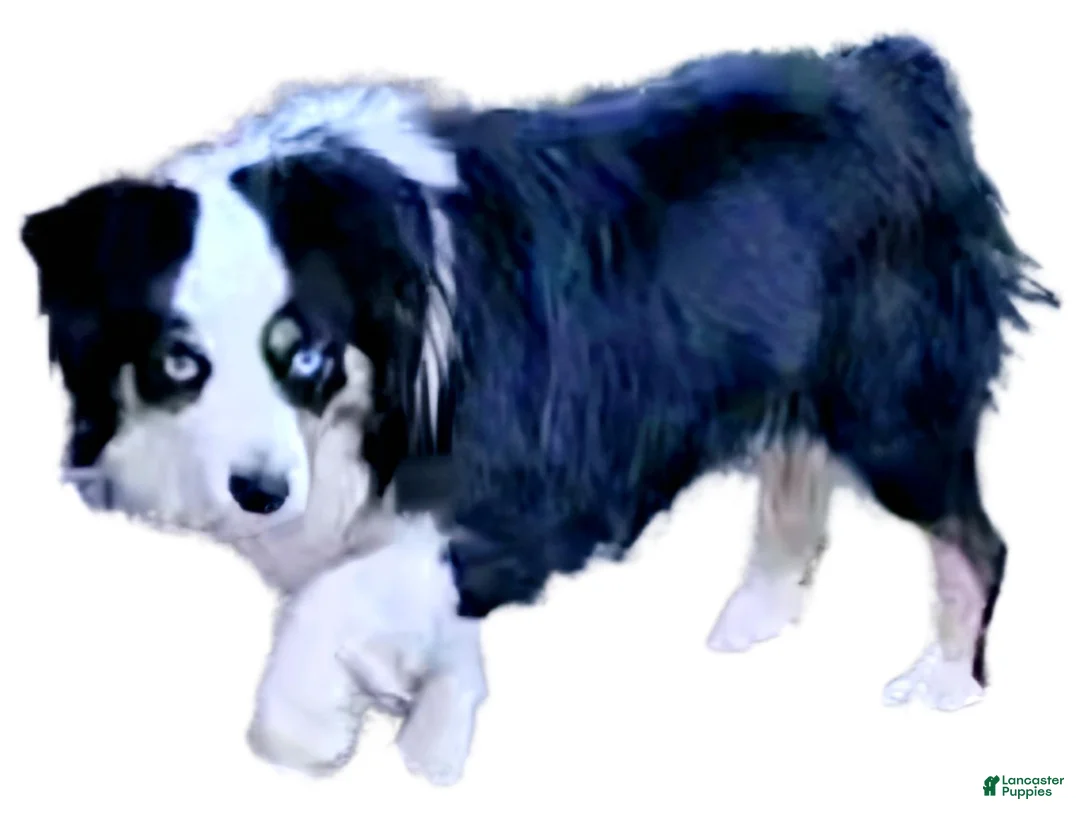 Miniature Australian Shepherd dogs for sale: Casper - Ad 2