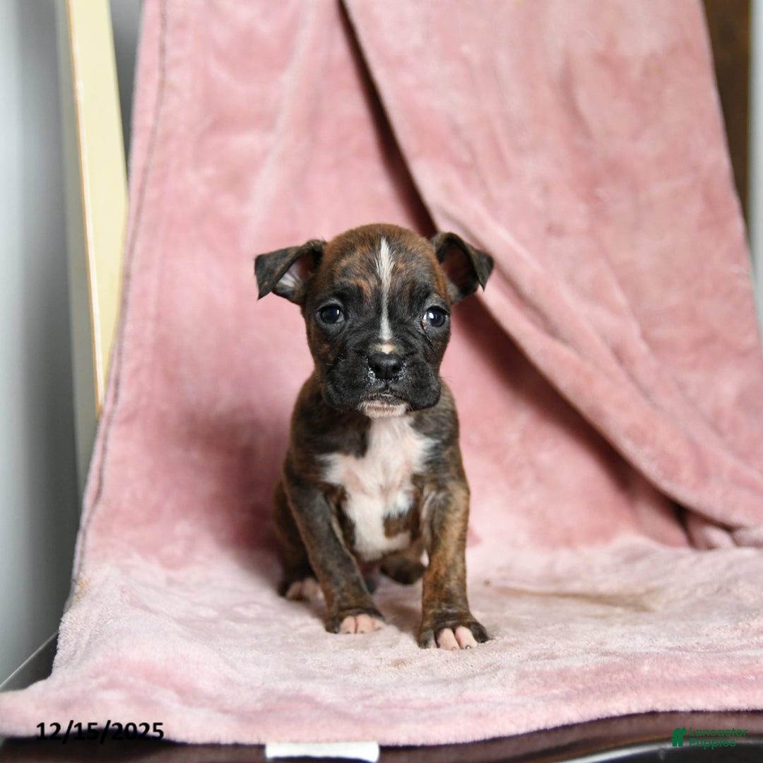 Boxer dogs for sale: Lickums - Ad 5