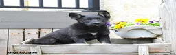 Mixed Breed dogs for sale: Cocoa  - Ad 1